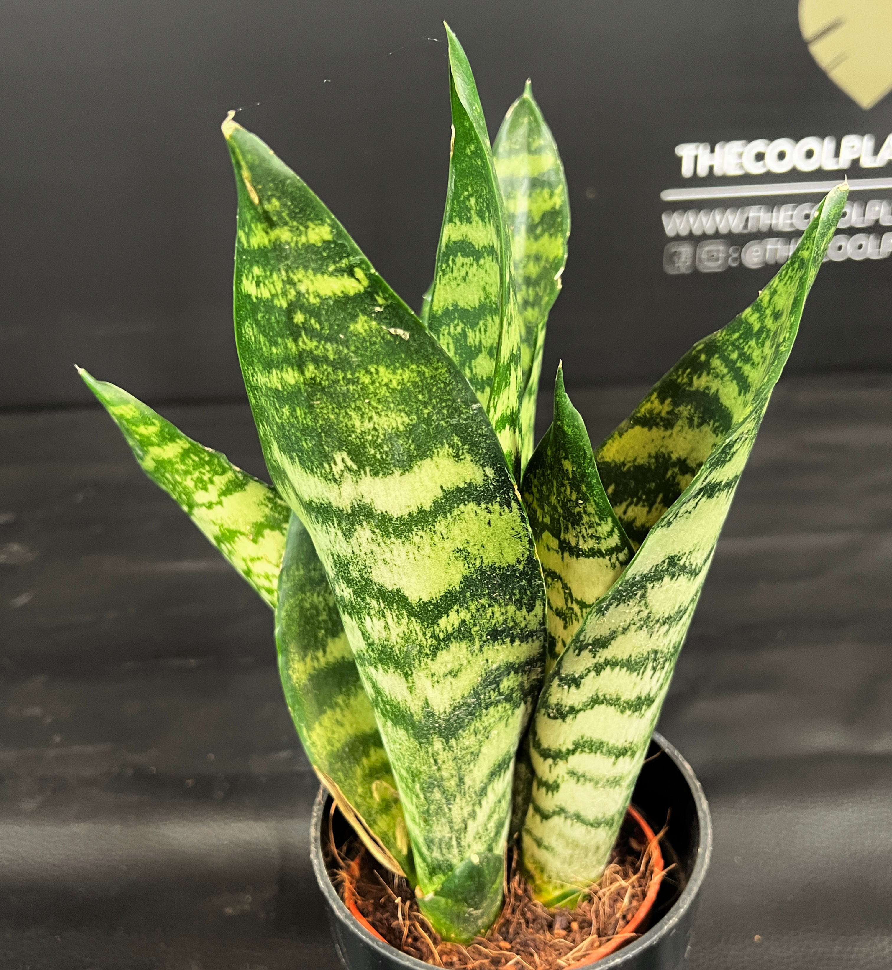 SANSEVERIA ZEYLANICA SMALL