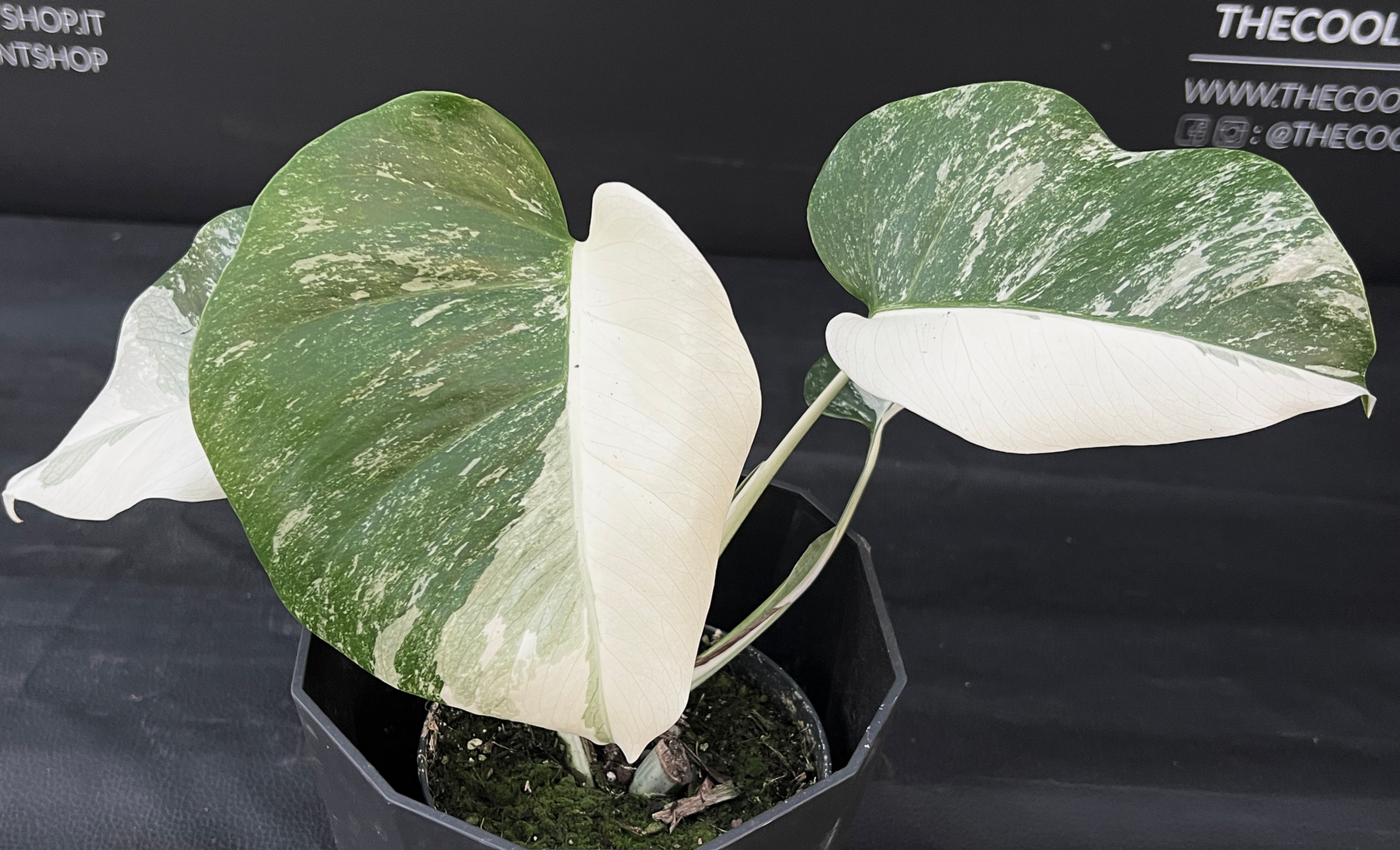 MONSTERA ALBO VARIEGATA HALF MOON 3
