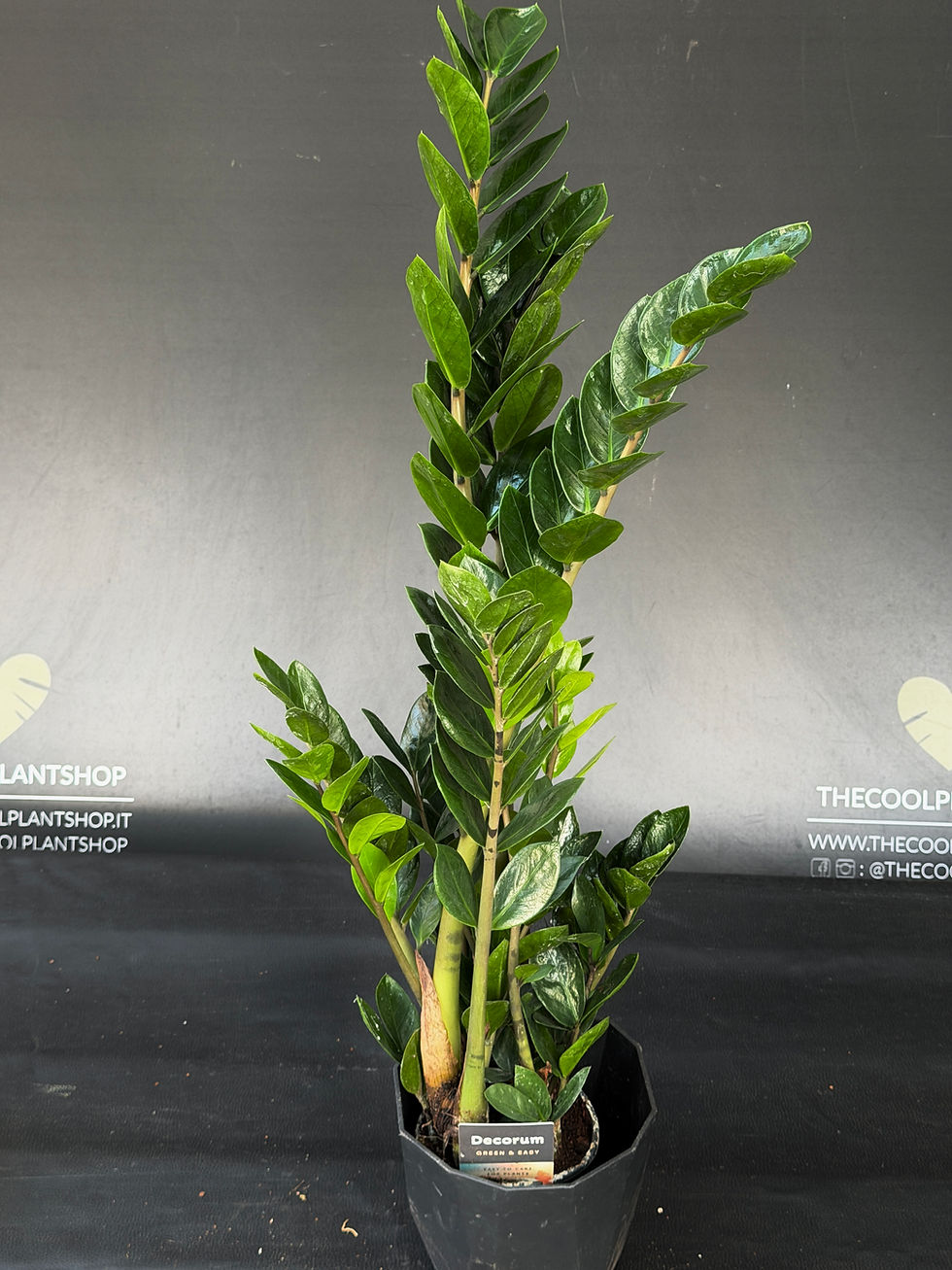Miniature : ZAMIOCULCAS LIMA LARGE