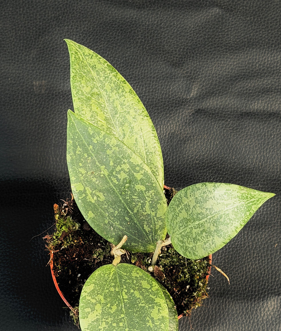 Miniatura: HOYA WIBERGIAE