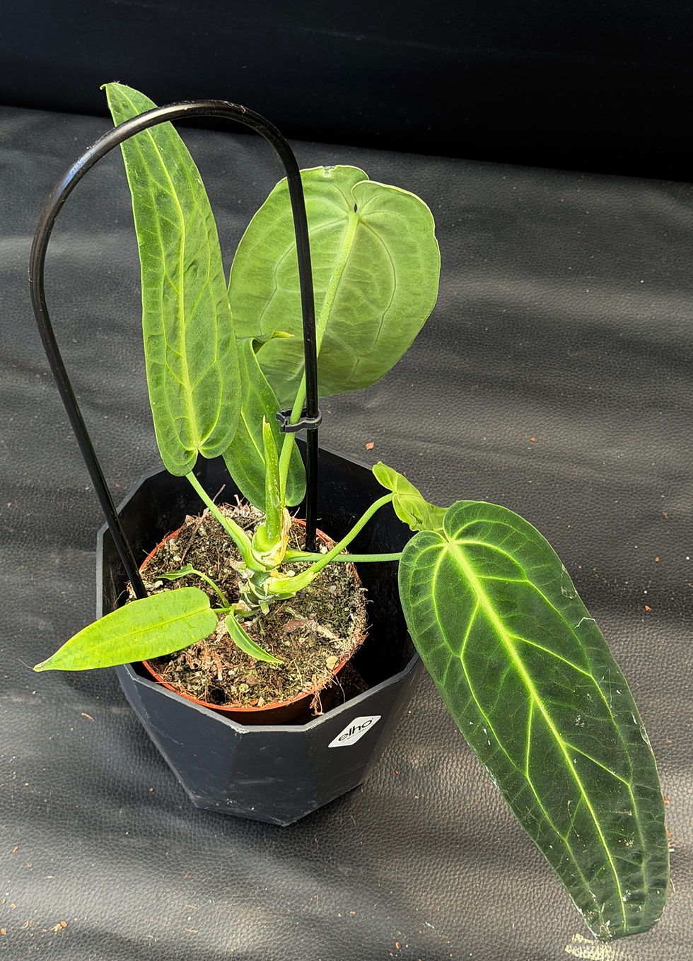 Miniatura: ANTHURIUM WAROCQUEANUM