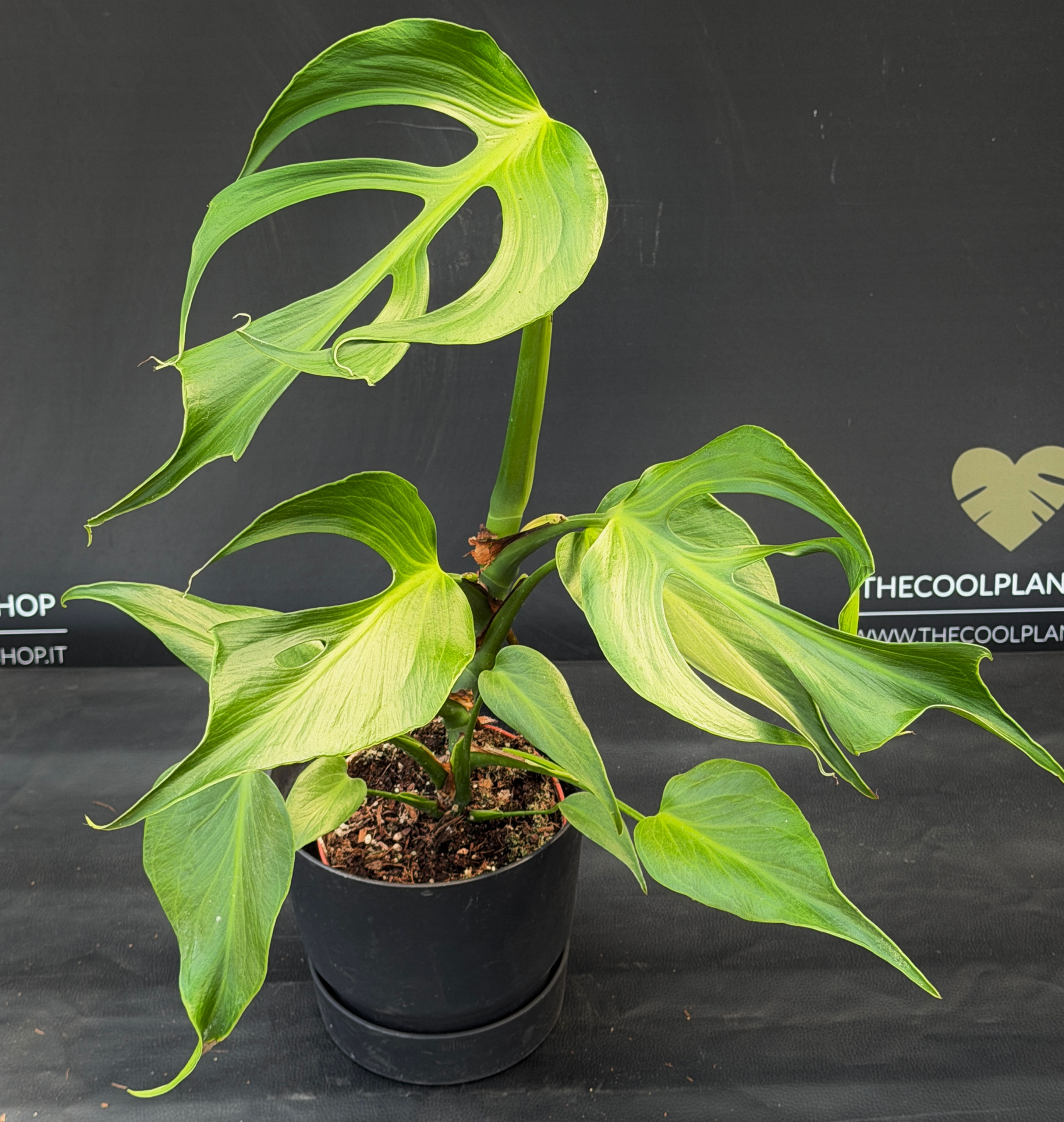 MONSTERA BURLE MARX FLAME LARGE 5