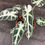 Miniatura: ALOCASIA BAMBINO VARIEGATA K1