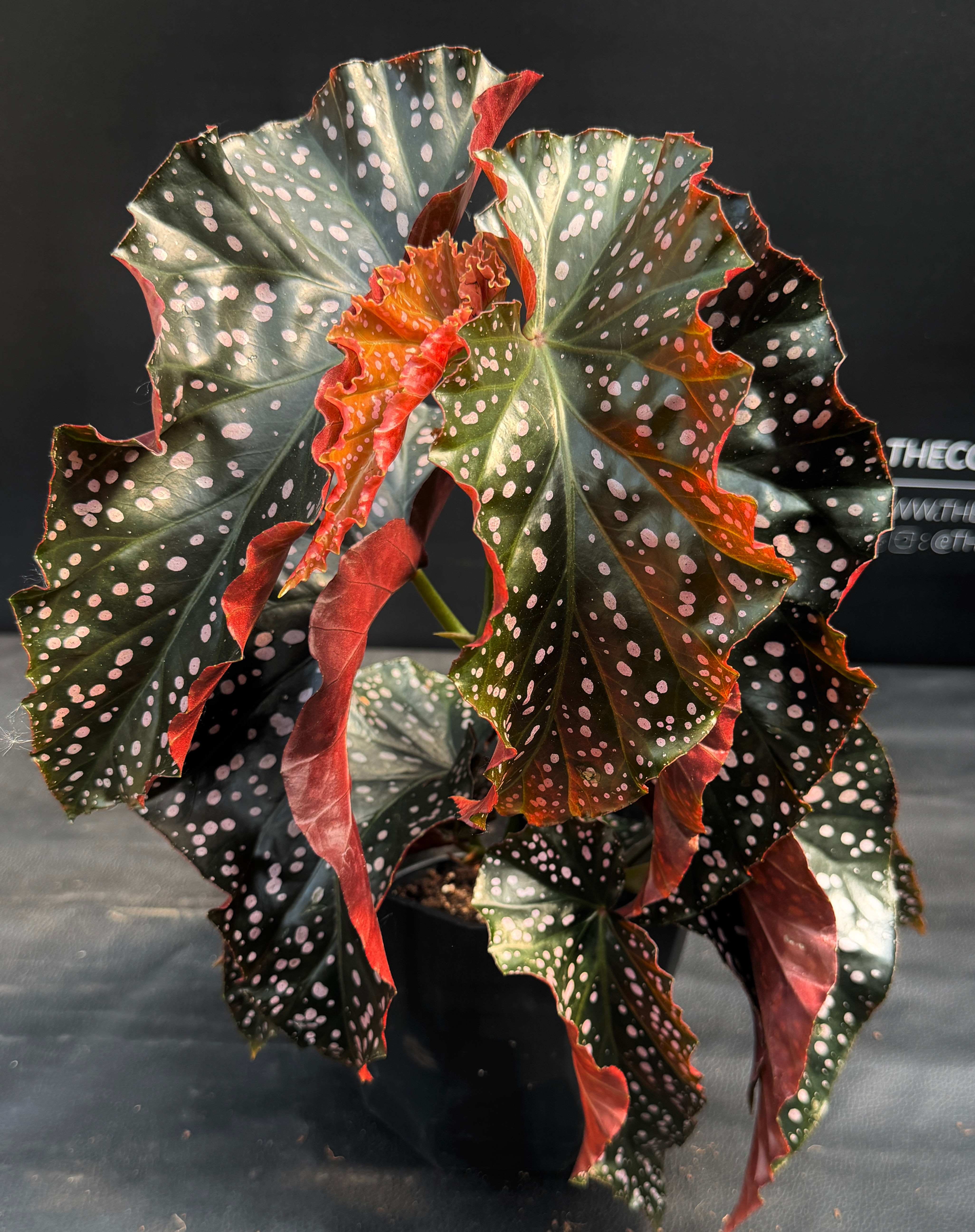 BEGONIA CRACKLIN ROSIE