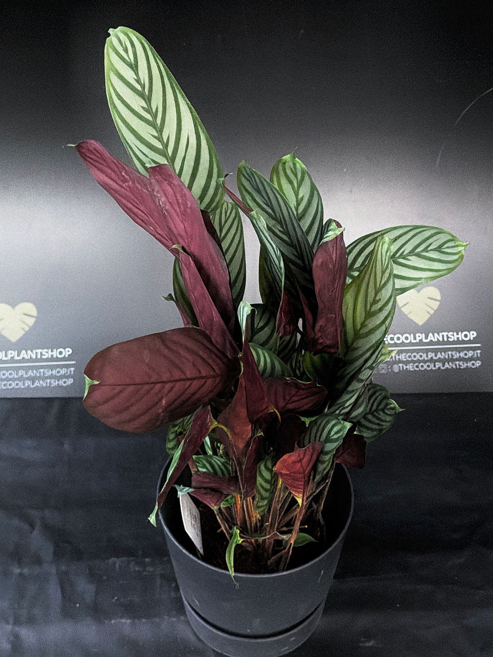 Miniatura: CTENANTHE OPPENHEIMIANA XL