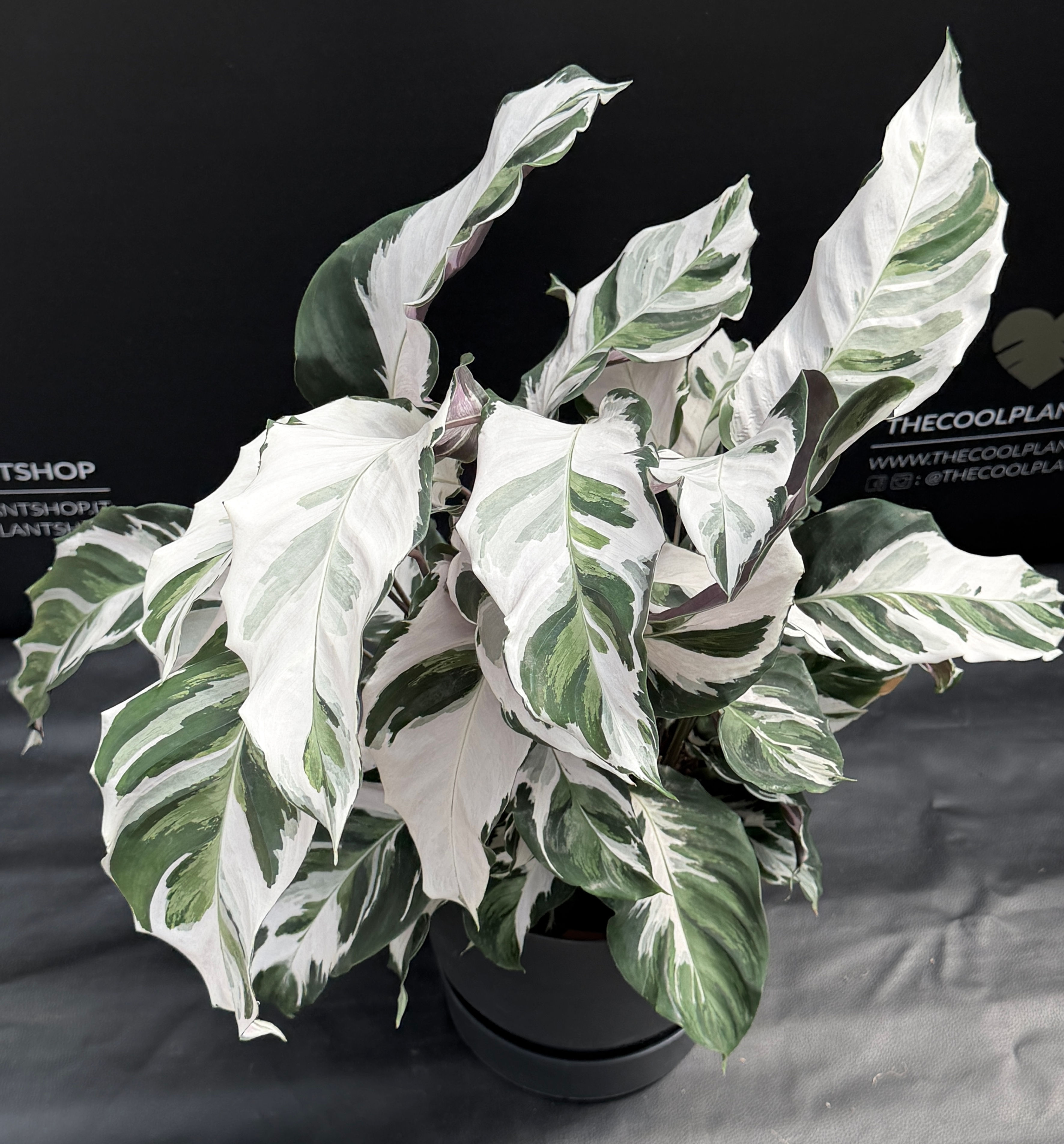 CALATHEA WHITE FUSION GIANT
