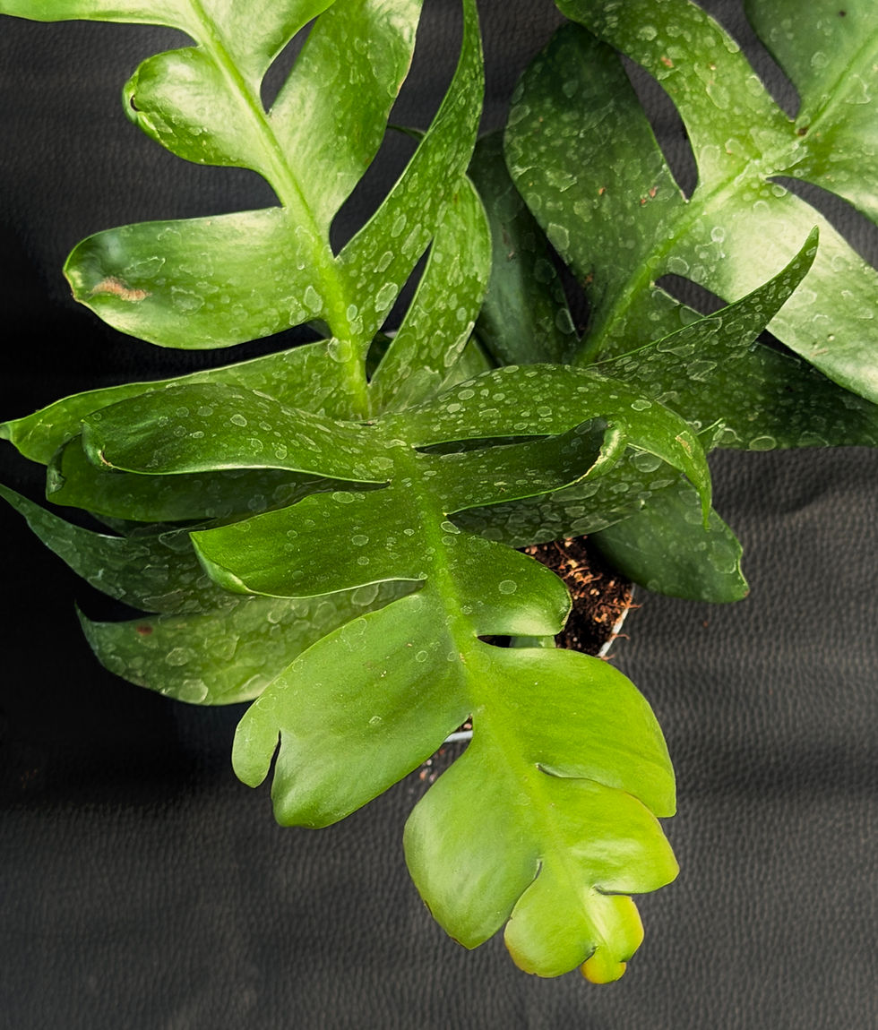 Thumbnail: EPIPHYLLUM CHRYSOCARDIUM