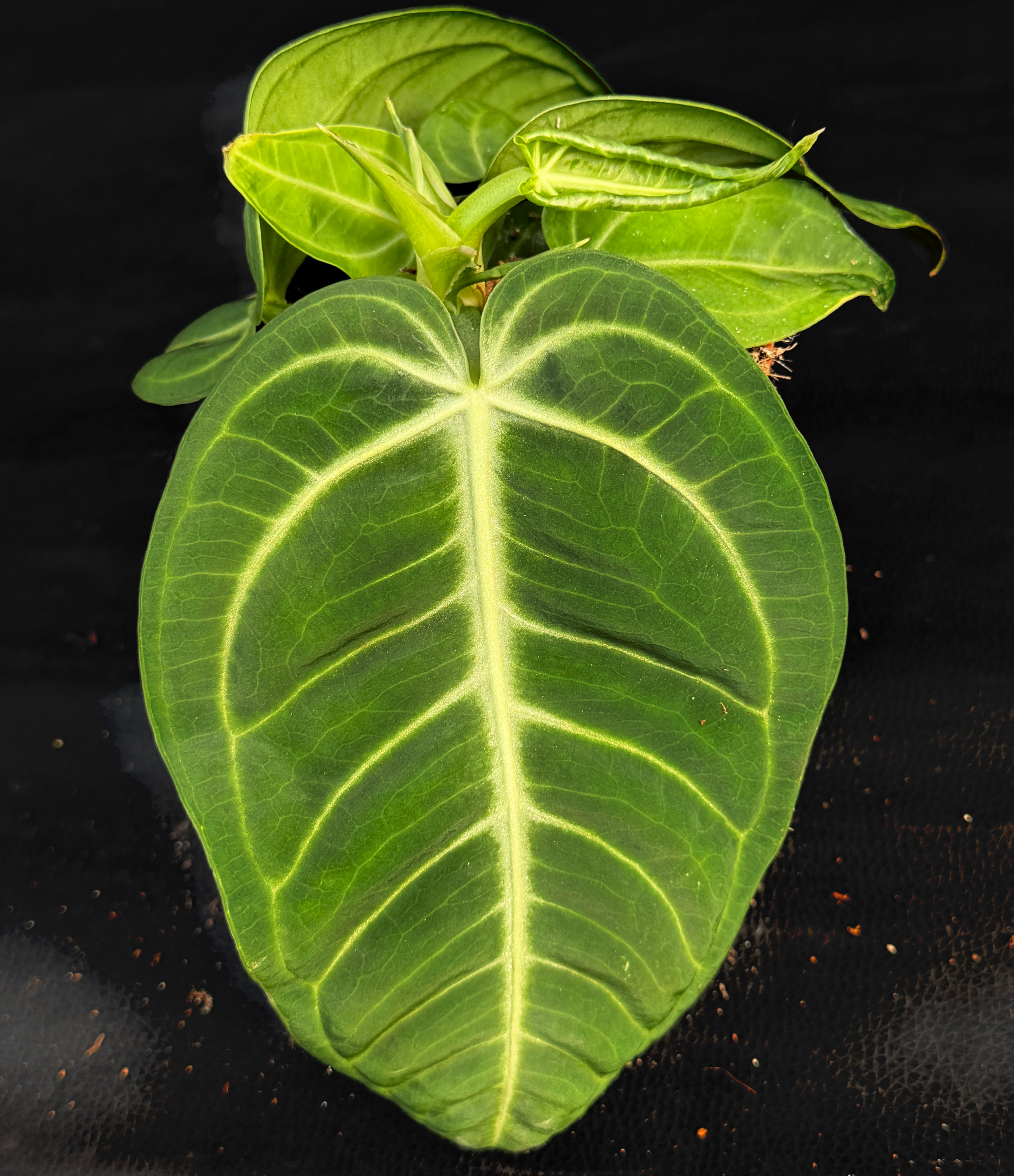 ANTHURIUM VILLEANORUM