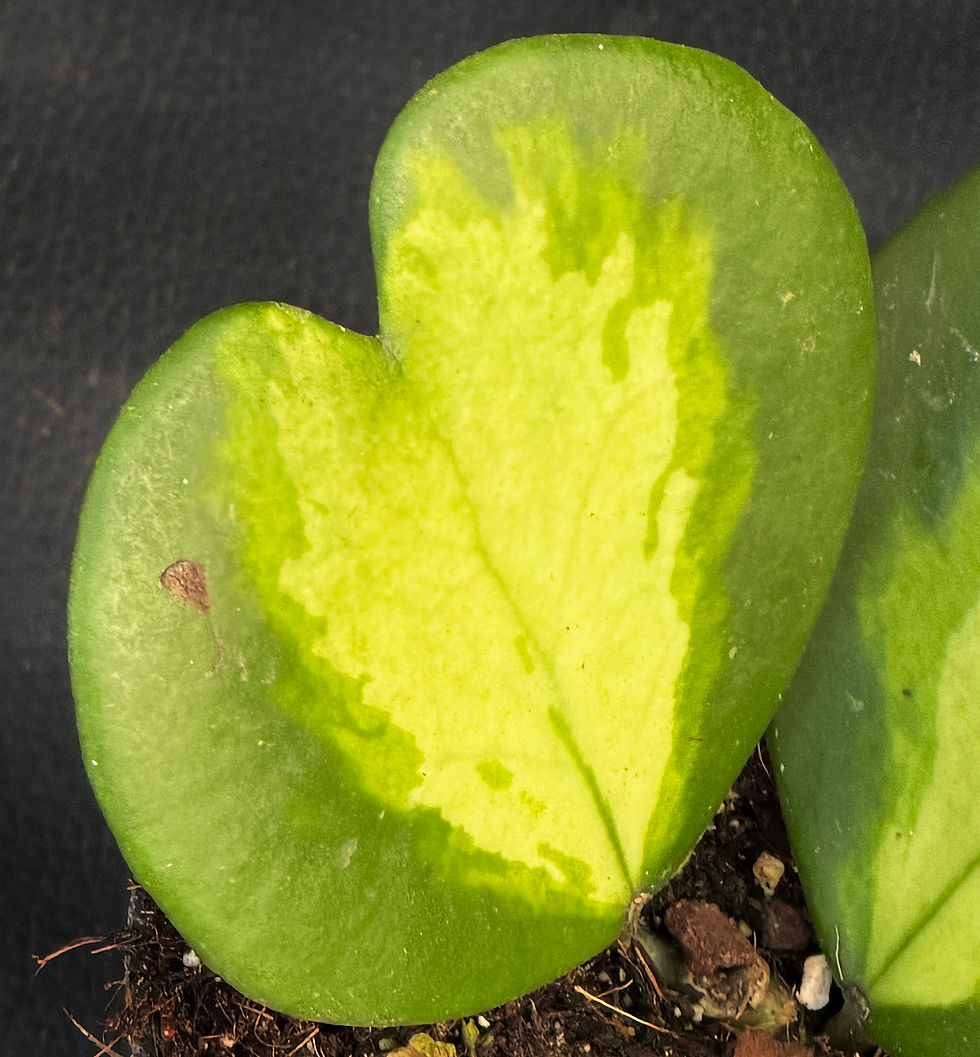 Miniatura: HOYA KERRII INNER VARIEGATED