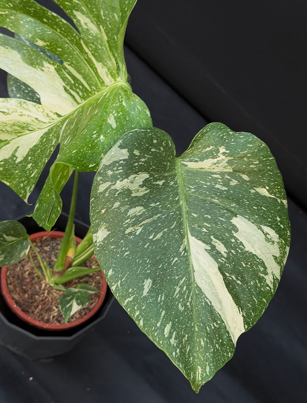 Miniature : MONSTERA THAI CONSTELLATION 22