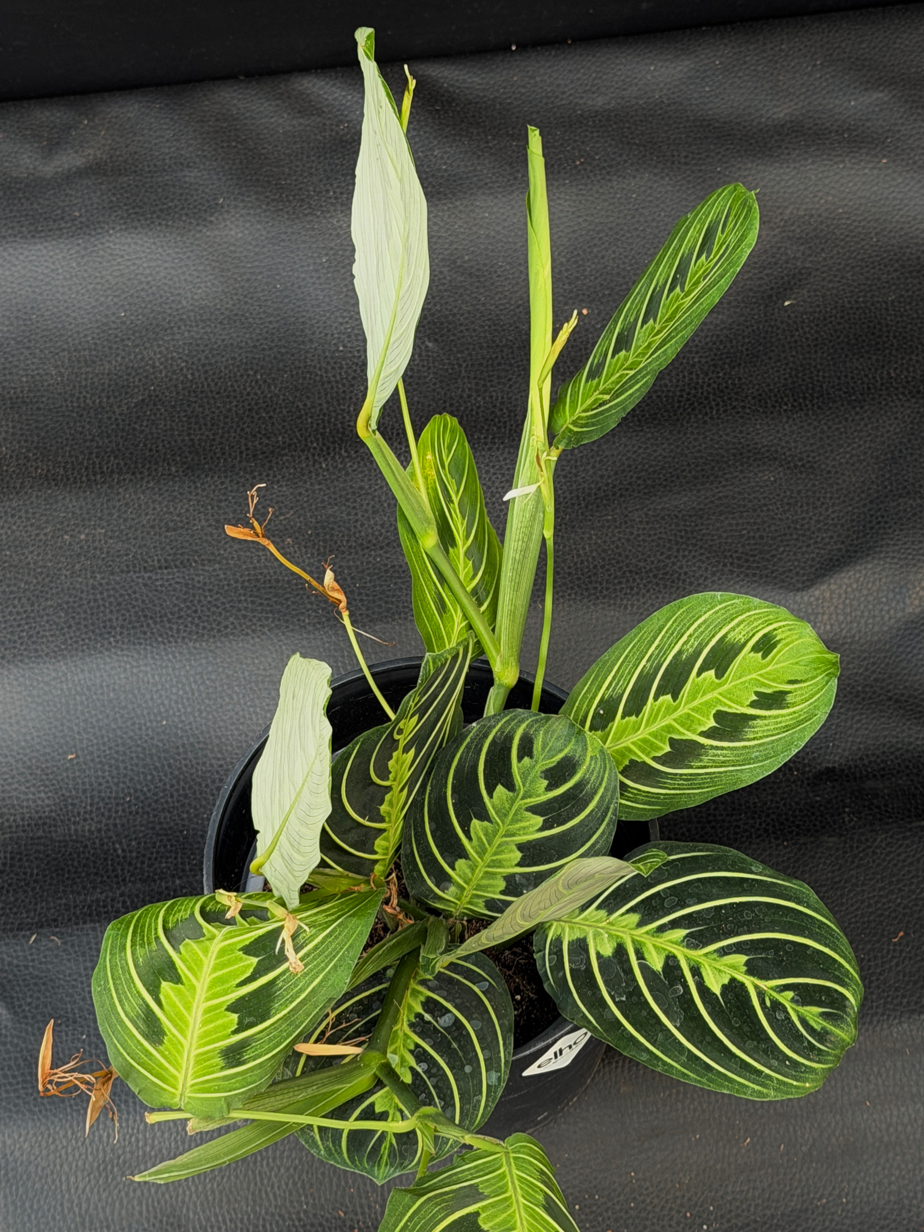 MARANTHA LEMON LIME