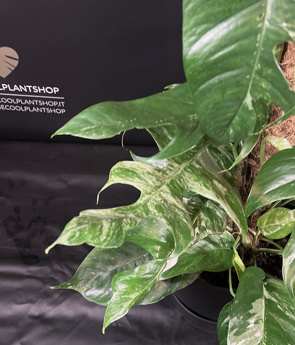 Miniatura: EPIPREMNUM PINNATUM VARIEGATA GIANT 1