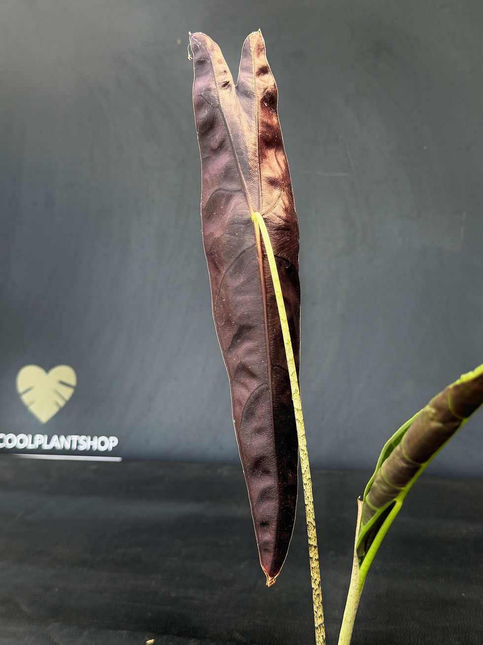 Miniatura: ALOCASIA LONGILOBA PURPLE 4