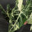 Miniatura: ALOCASIA FRYDEK VARIEGATED XL6