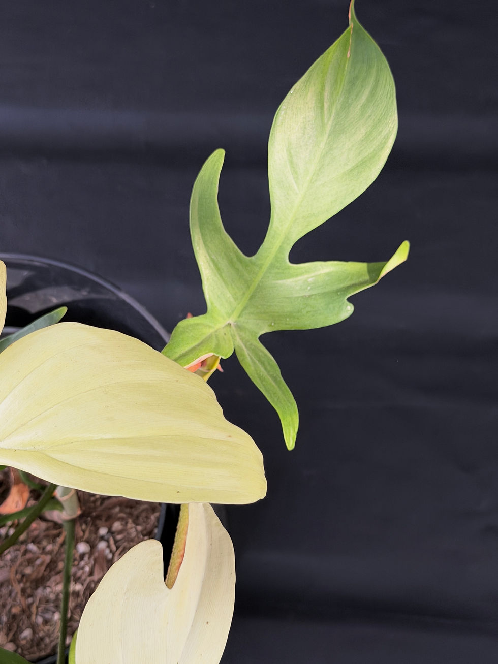 Miniatura: PHILODENDRON FLORIDA GHOST XL4