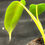 Miniatura: PHILODENDRON SPIRITUS SANCTI