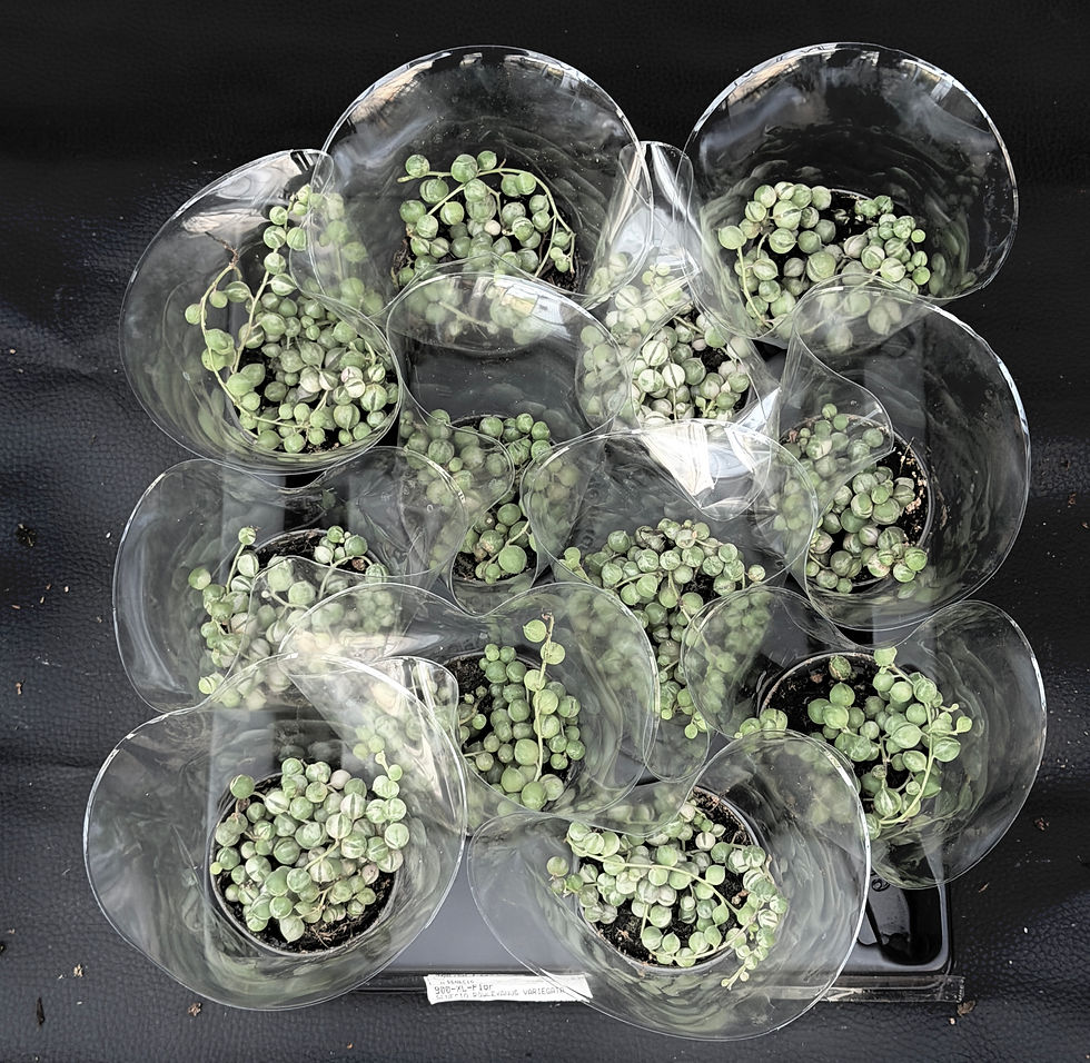 Miniatura: SENECIO ROWLEYANUS VARIEGATED BABY