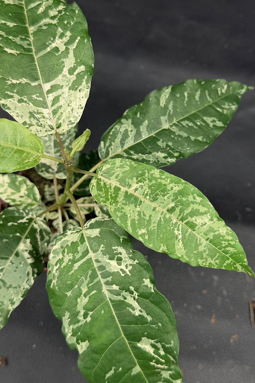 Miniatura: FICUS SNOWSTORM 6