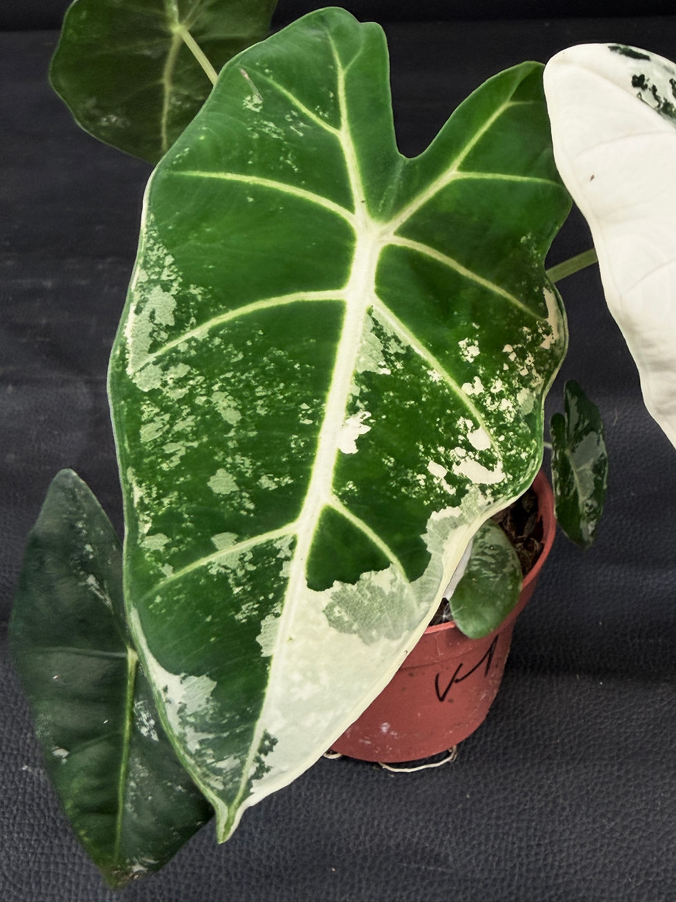 Miniatura: ALOCASIA FRYDEK VARIEGATED V1