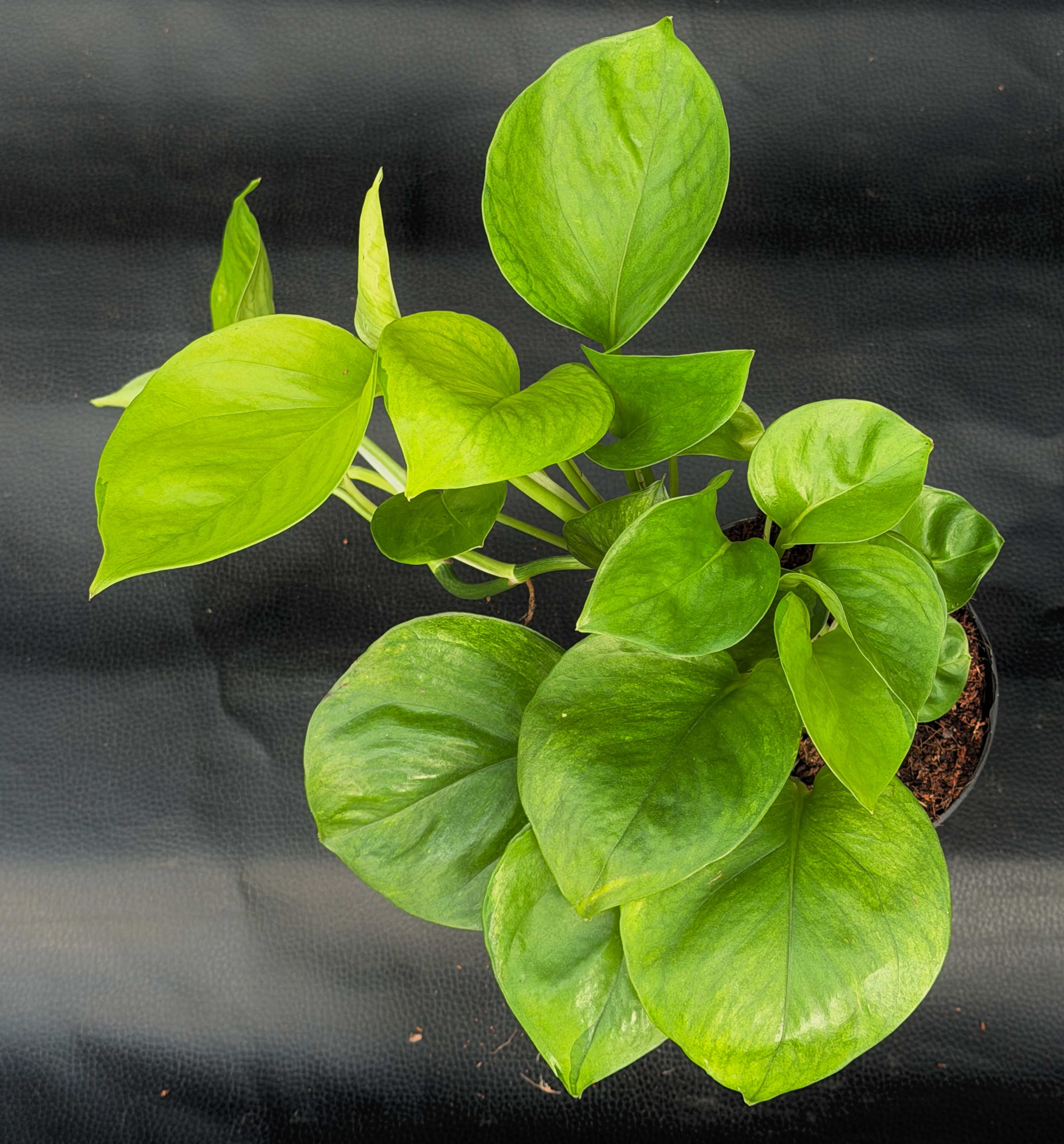 EPIPREMNUM LEMON TOP