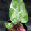 Miniature : PHILODENDRON RED ANDERSON LARGE K4