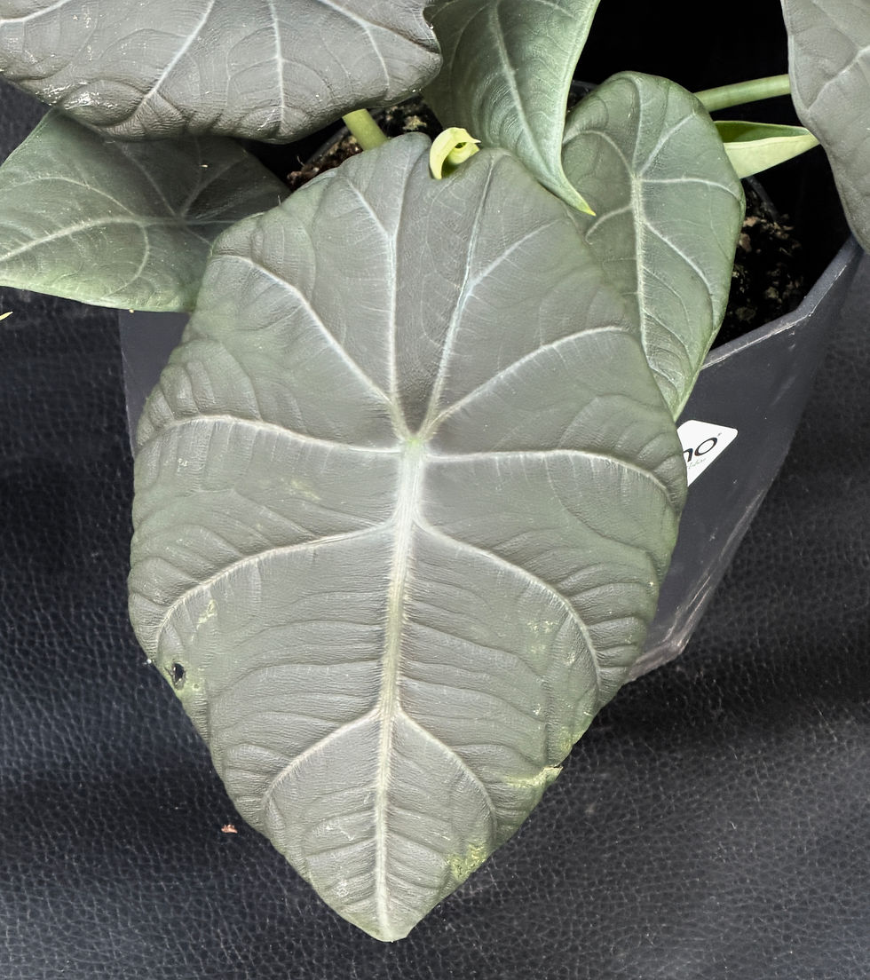 Miniatura: ALOCASIA MAHARANI