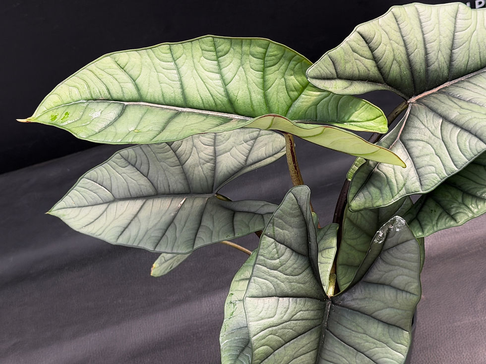 Miniatura: ALOCASIA PLATINUM LARGE