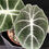 Miniatura: ALOCASIA BLACK VELVET