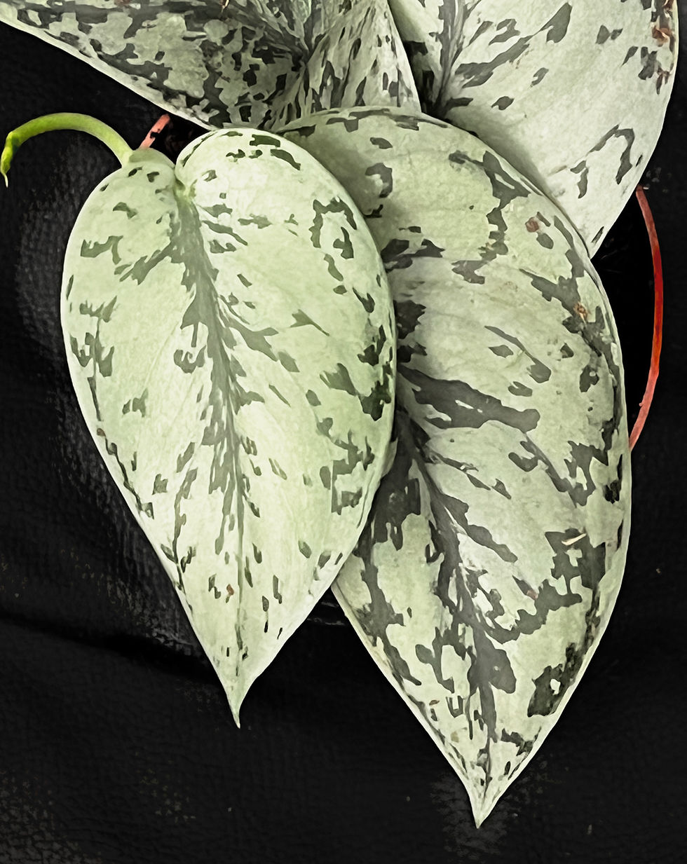 Miniatura: SCINDAPSUS SILVER LADY