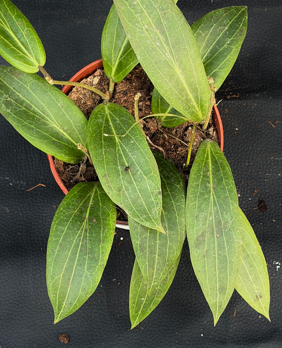 Thumbnail: HOYA SOLIGAMIANA