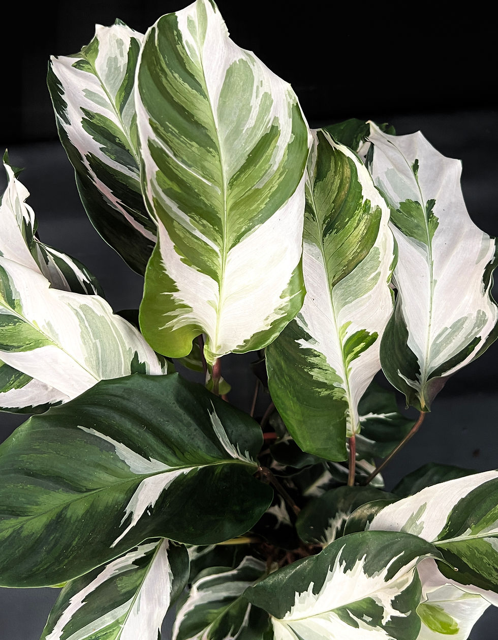 Miniatura: CALATHEA WHITE FUSION LARGE