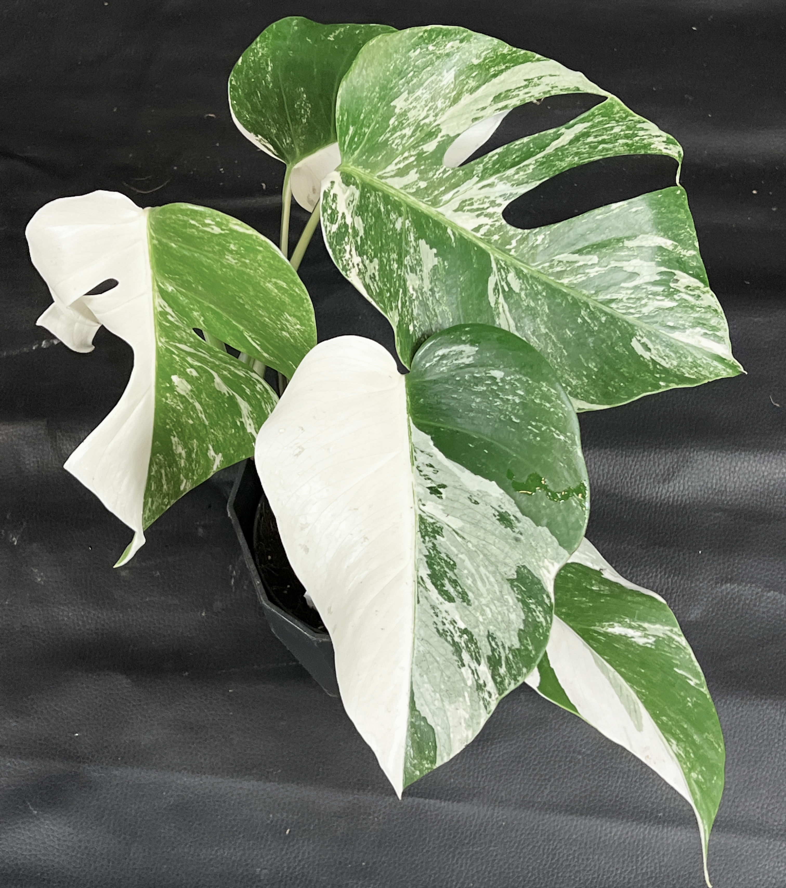 MONSTERA ALBO VARIEGATA SUPER WHITE A1