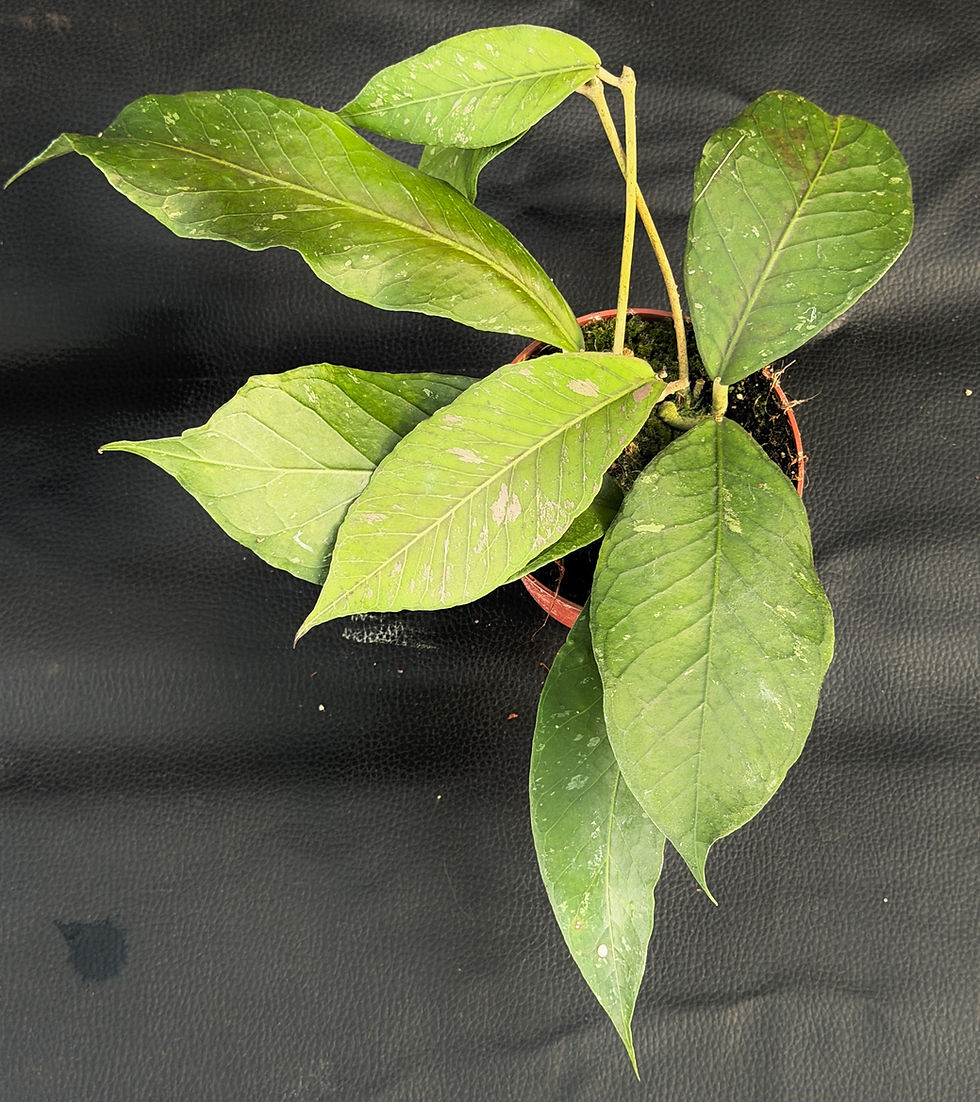 Miniatura: HOYA SP ACEH CLONE