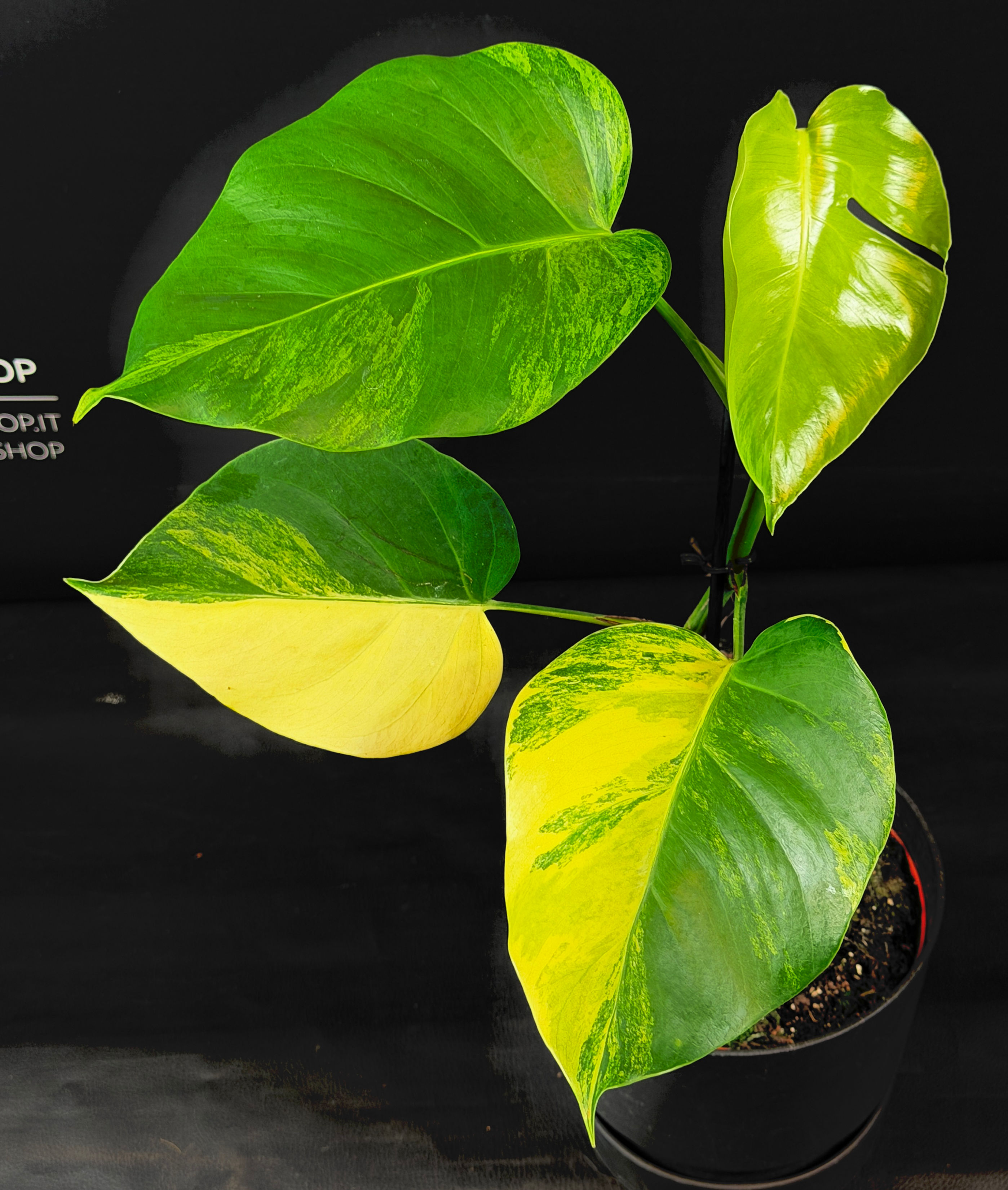 MONSTERA AUREA XL 3