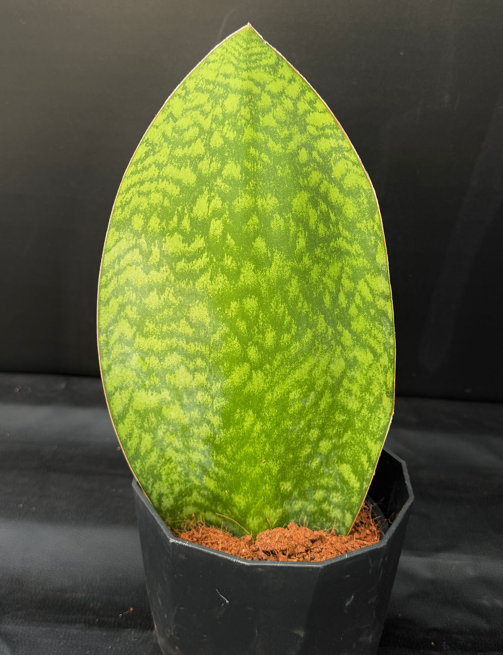Miniatura: SANSEVERIA WHALEFIN LARGE