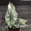 Miniatura: ALOCASIA BAGINDA DRAGON SCALE VARIEGATA K1