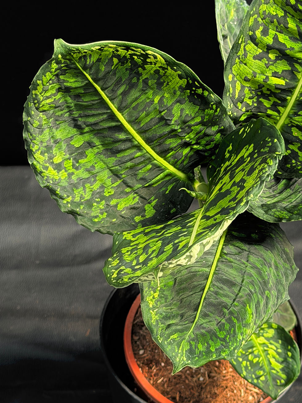 Miniatura: DIEFFENBACHIA REFLECTOR XL