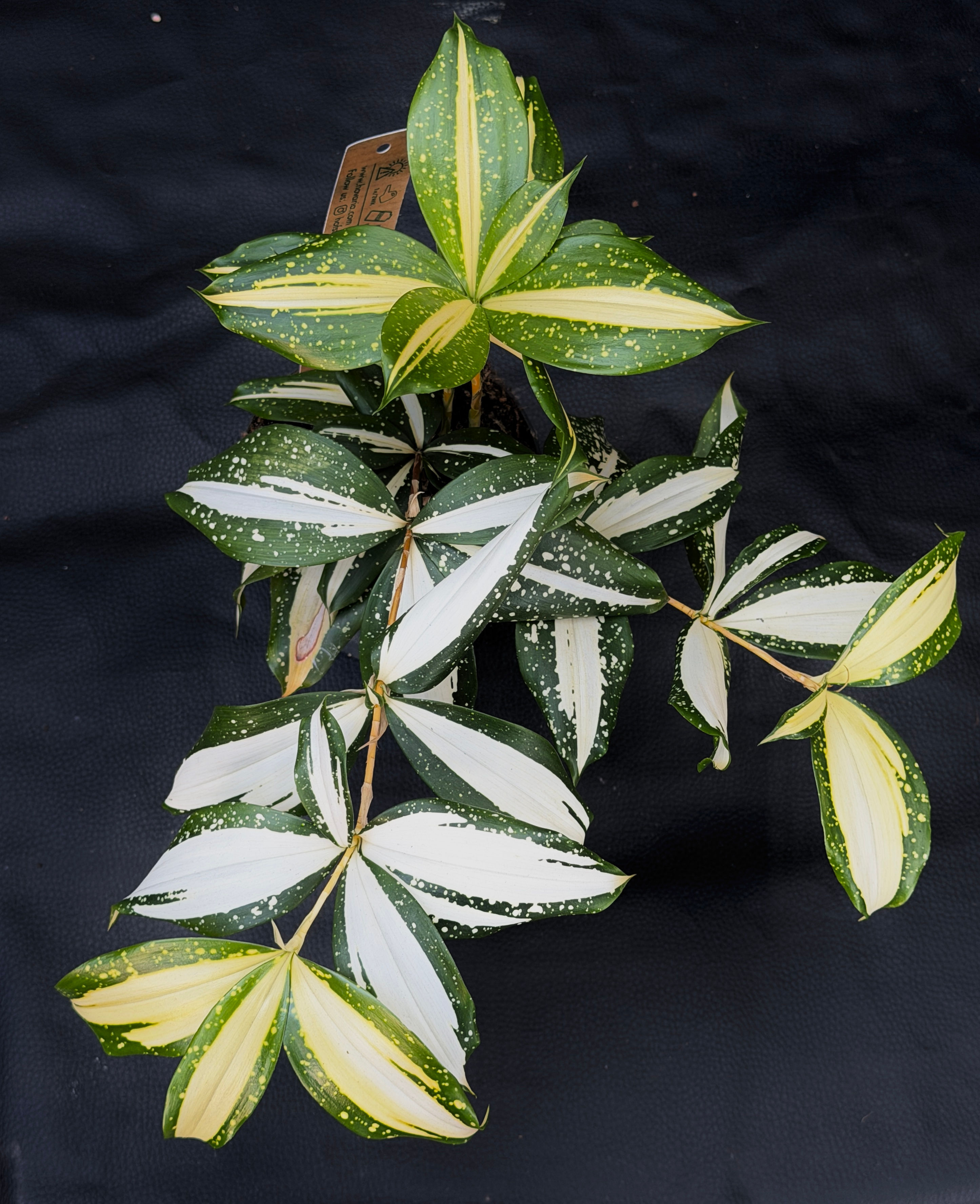 DRACAENA SURCULOSA MILKY WAY