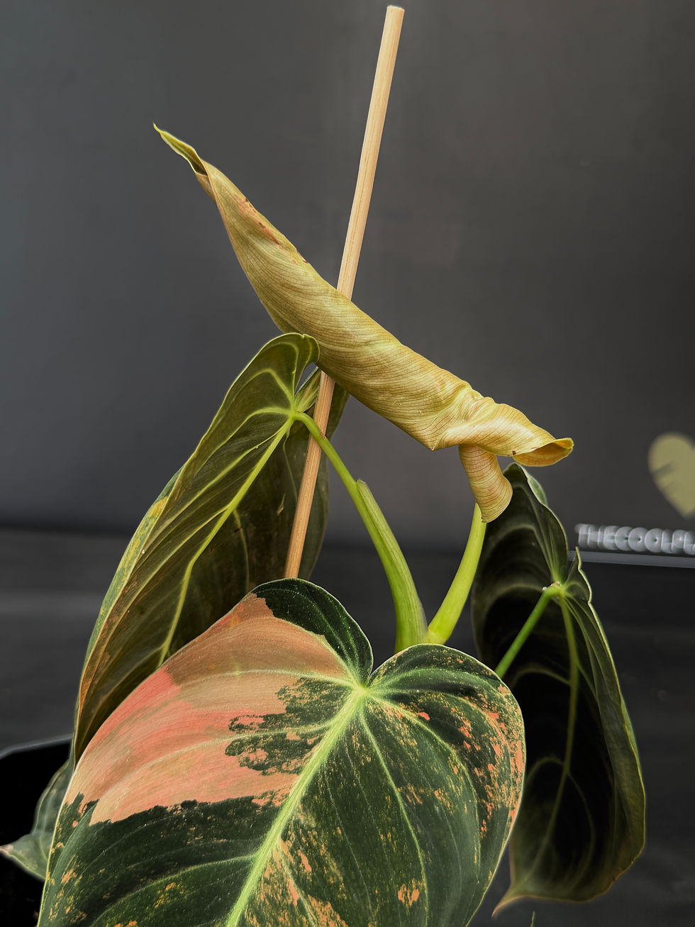 Miniatura: PHILODENDRON MELANOCRYSUM VARIEGATED 4