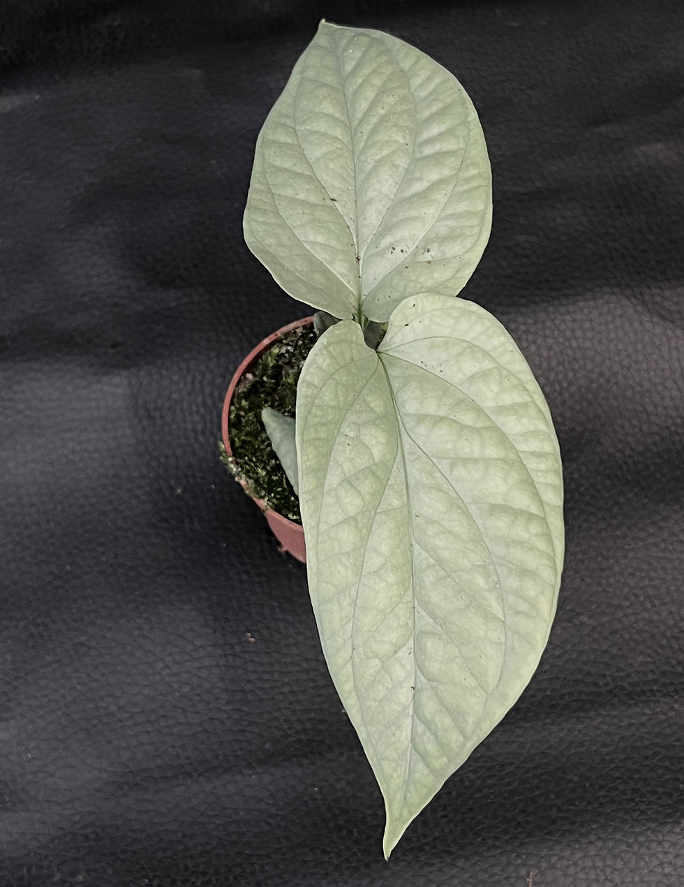 Miniature : AMYDRIUM MEDIUM SILVER BABY
