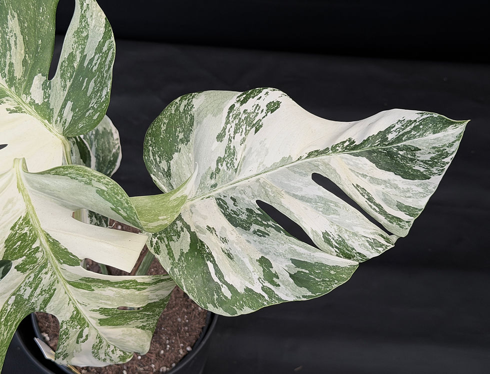 Miniatura: MONSTERA ALBO VARIEGATA SUPER WHITE XL3