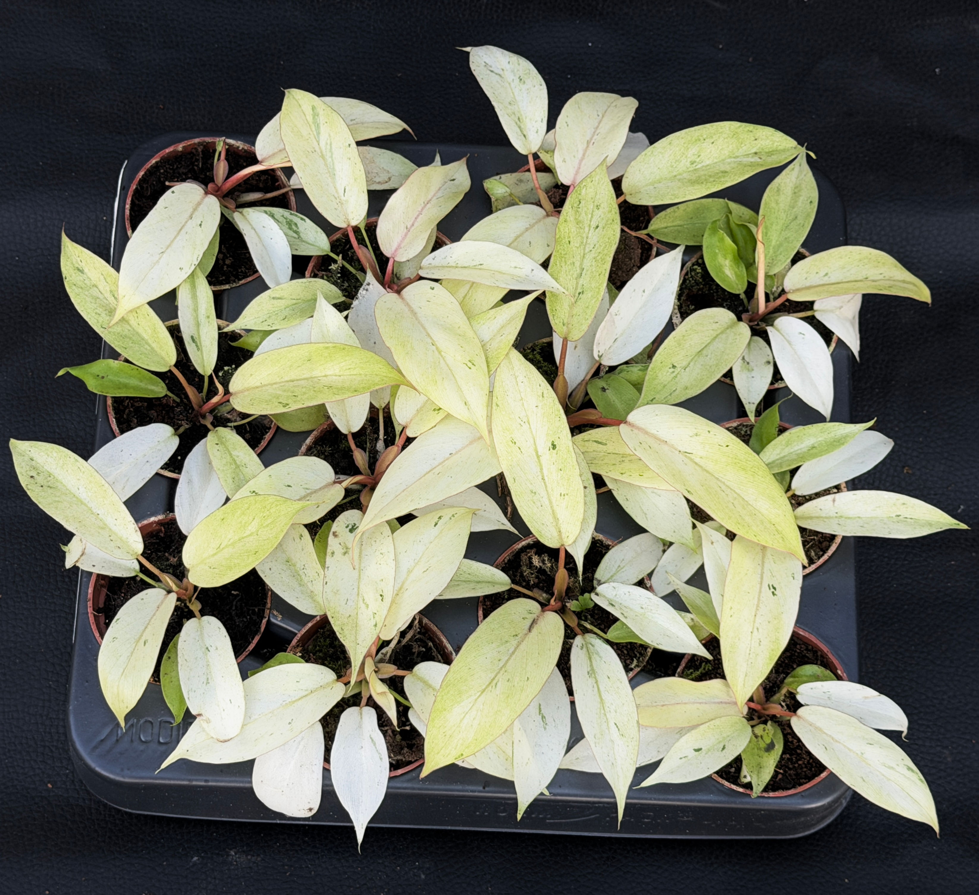 PHILODENDRON SNOWDRIFT BABY