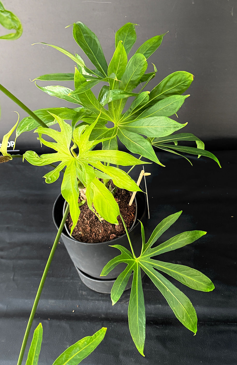 Miniatura: ANTHURIUM PEDATORADIATUM XL7