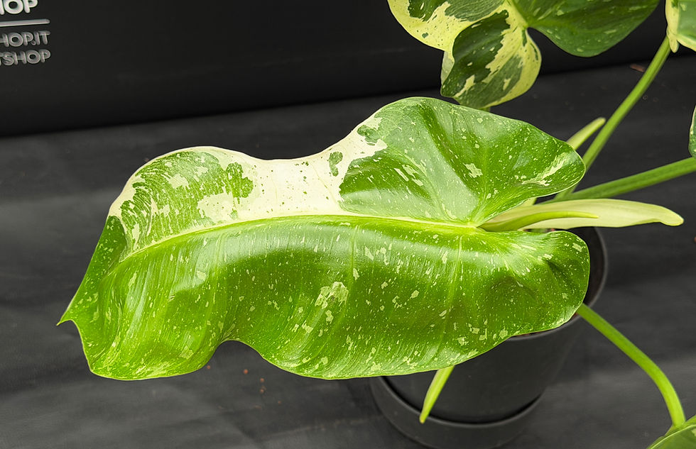 Miniaturbild: PHILODENDRON JOSE BUONO XL1