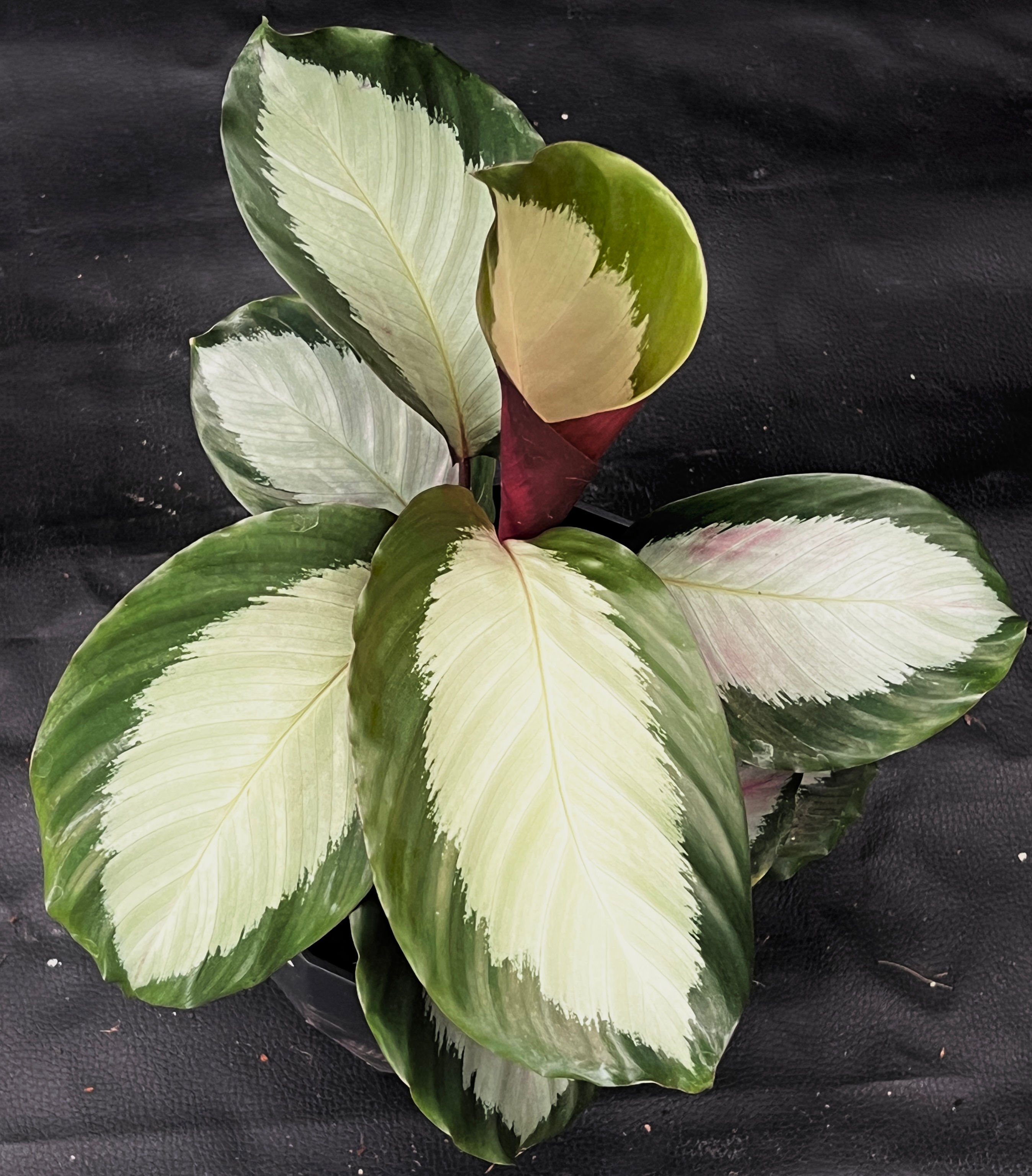 CALATHEA ROYAL STANDARD