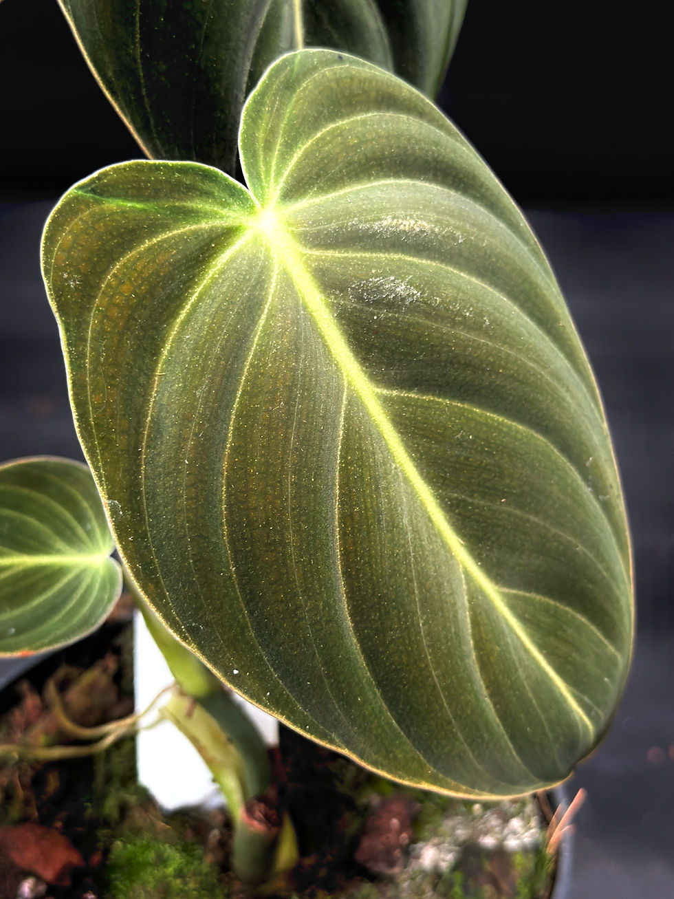 Miniatura: PHILODENDRON MELANOCRYSUM