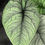 Miniatura: ALOCASIA MELO LARGE