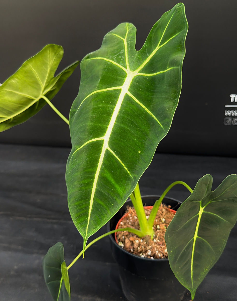 Miniatura: ALOCASIA FRYDEK