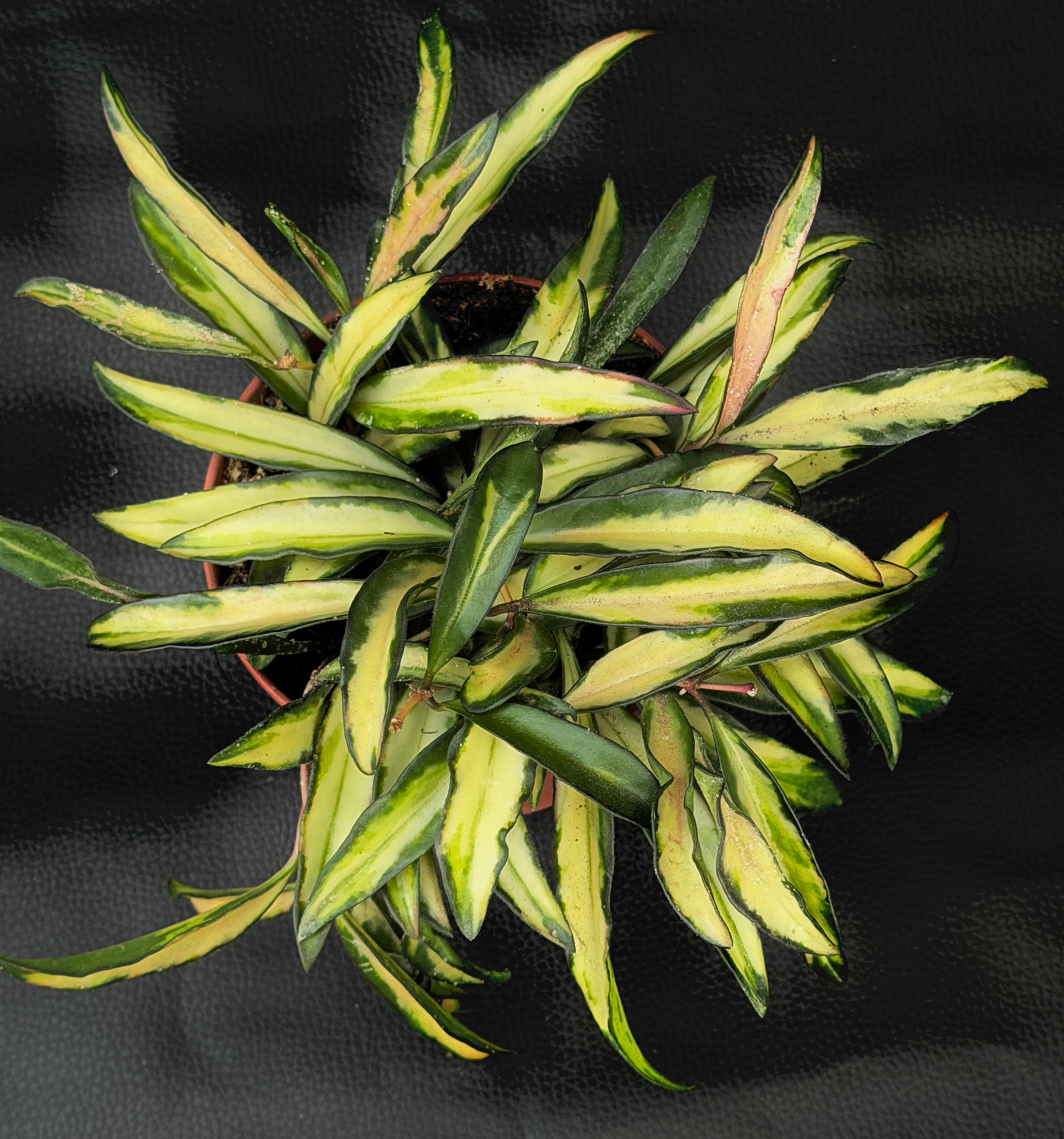 HOYA WAYETII TRICOLOR