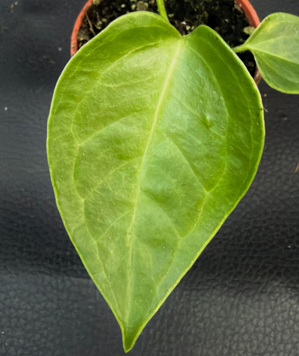 Miniatura: ANTHURIUM VEITCHII BABY